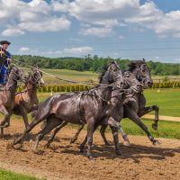 Betting on horse races