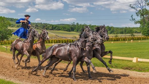 Betting on horse races